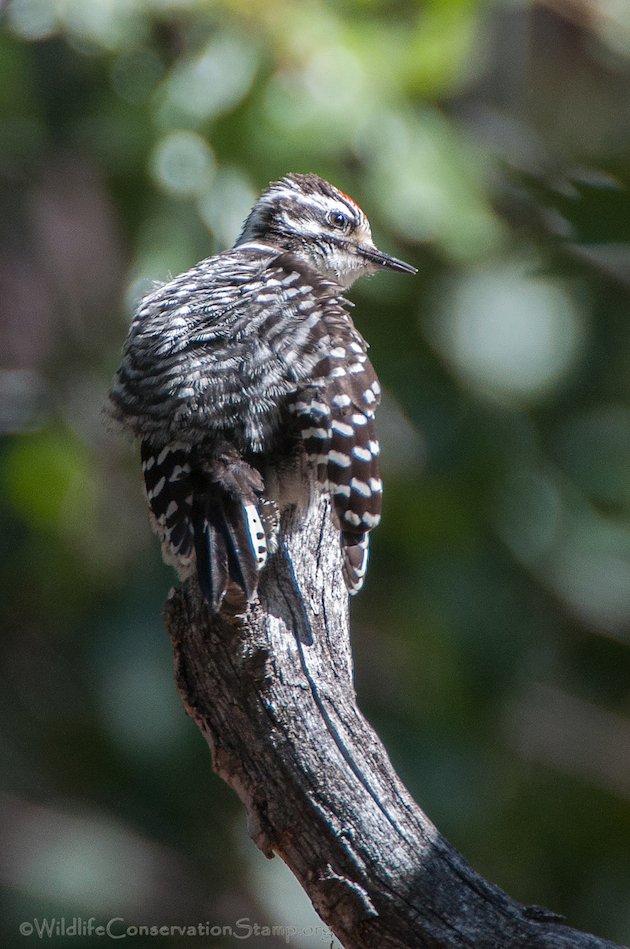 Nuttall's Woodpecker Juvenile