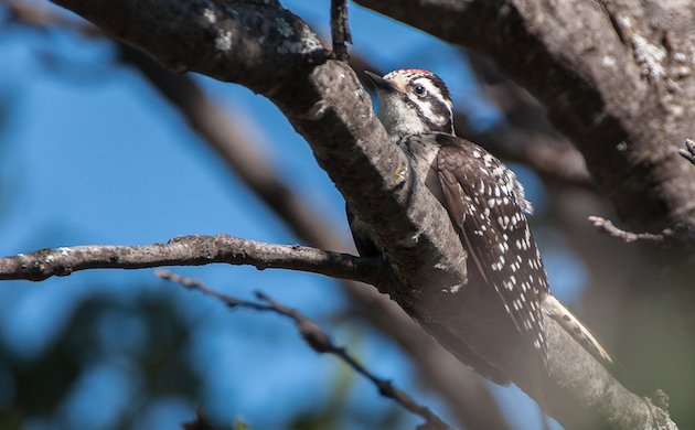 Nuttall's Woodpecker Juvenile