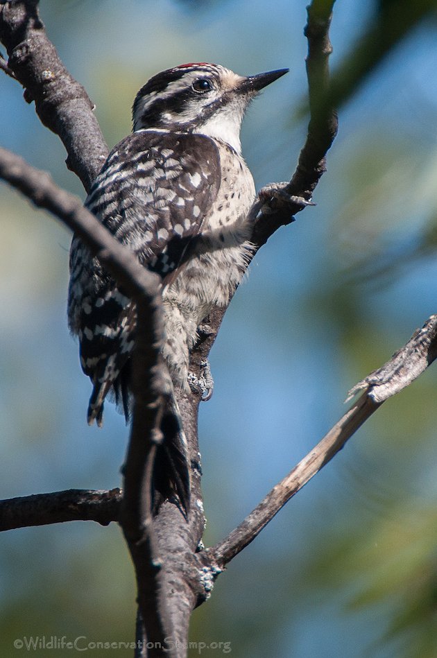 Nuttall's Woodpecker Juvenile