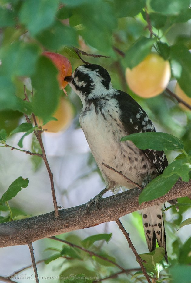 Nuttall's Woodpecker Juvenile