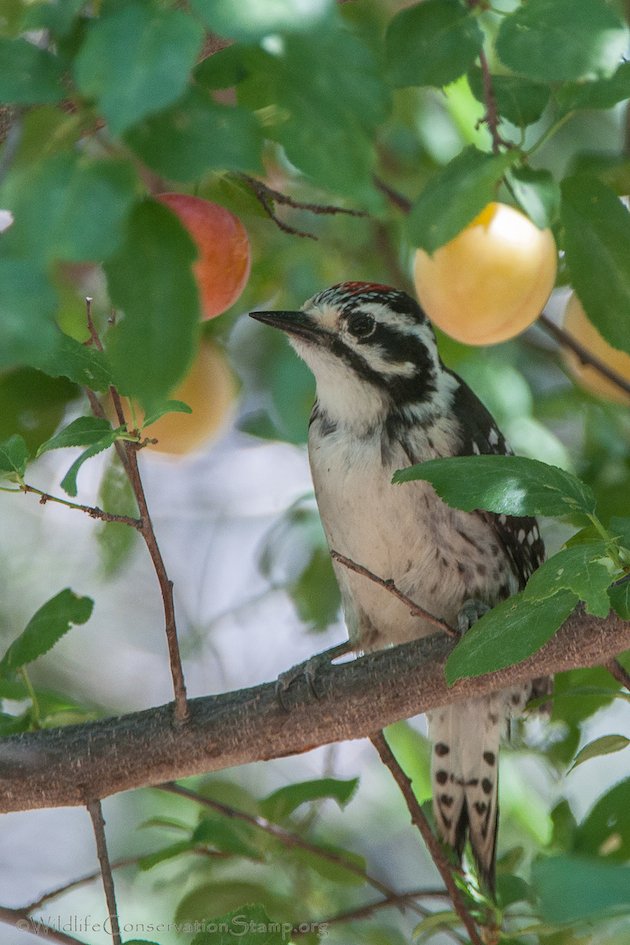 Nuttall's Woodpecker Juvenile