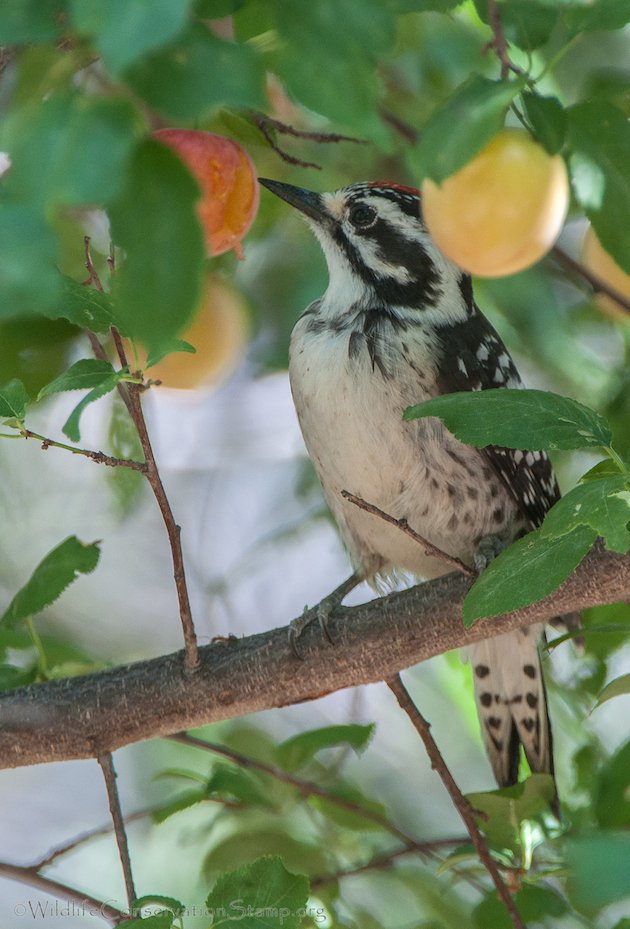 Nuttall's Woodpecker Juvenile