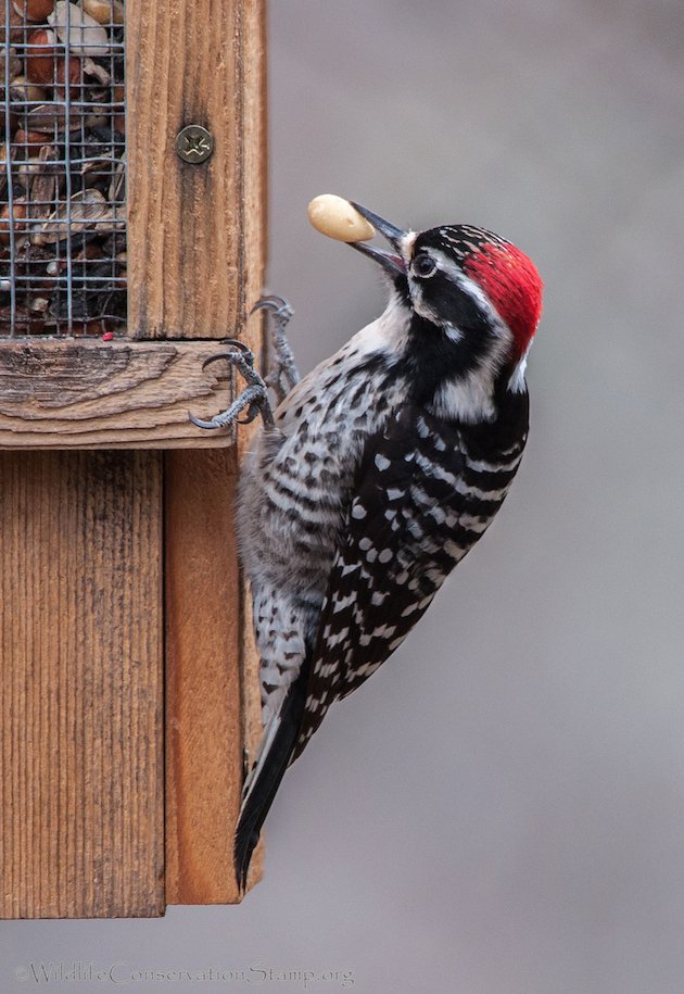 Nuttall's Woodpecker Male Adult