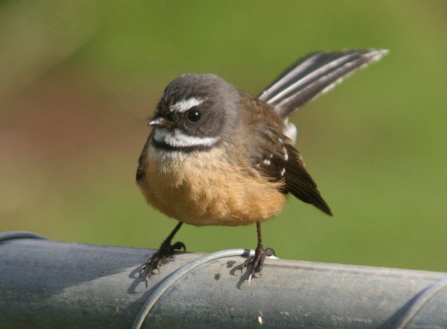 New Zealand Fantail