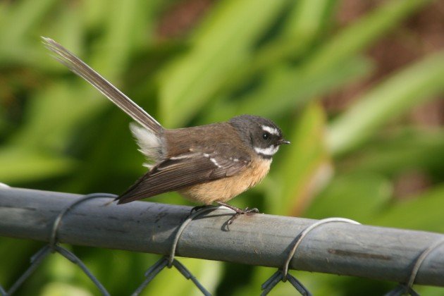 NZ fantail rear