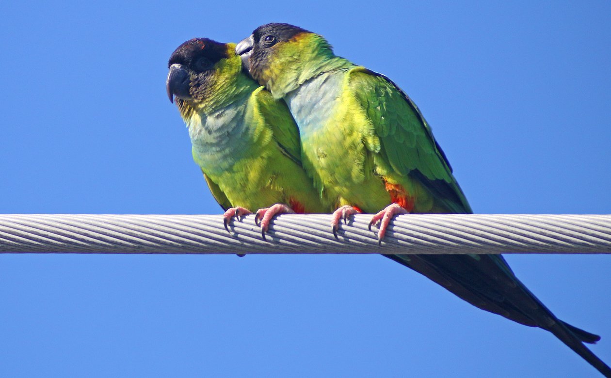 Nanday Parakeets allopreening