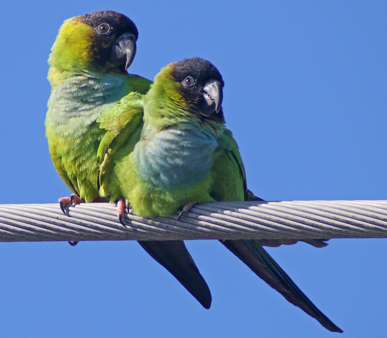 Nanday Parakeets cuddling