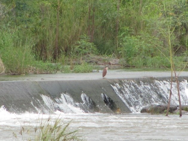 Nankeen Night-Heron