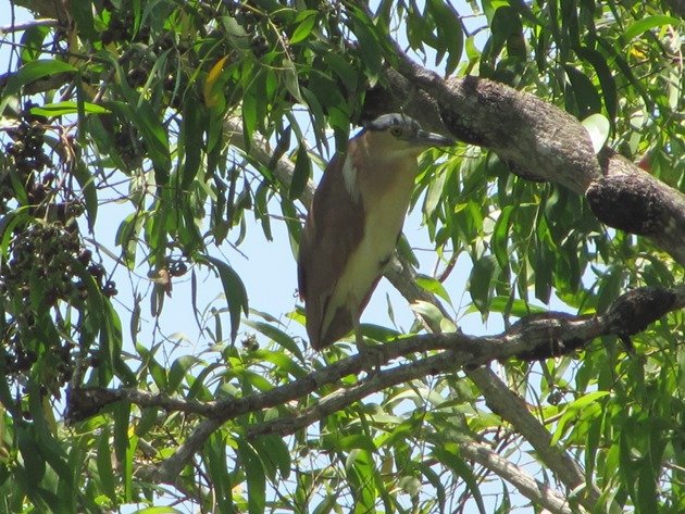 Nankeen Night Heron (2)