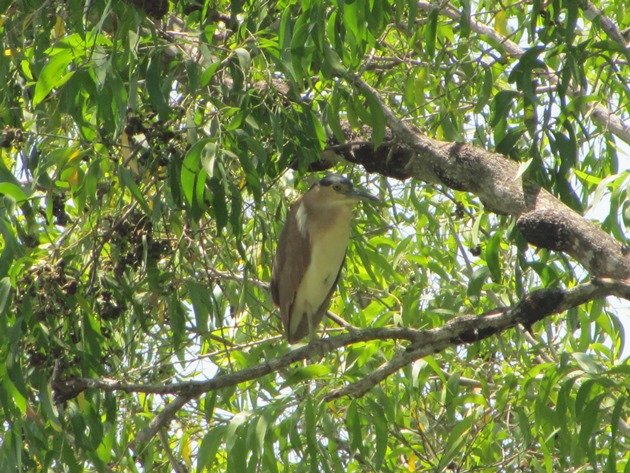 Nankeen Night Heron