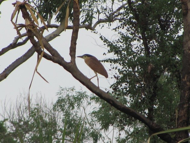 Nankeen Night-Heron