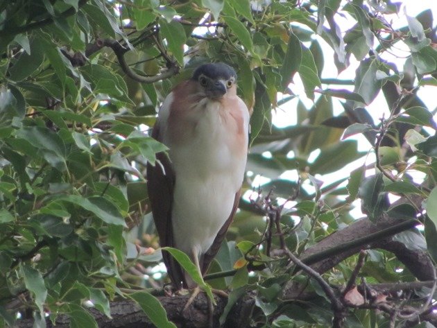 Nankeen Night-Heron