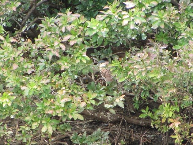 Nankeen Night-Heron