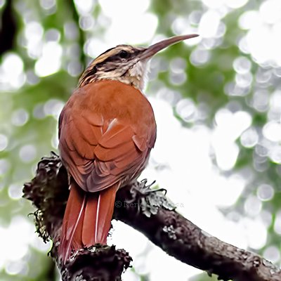 Narrow-billed Woodcreeper