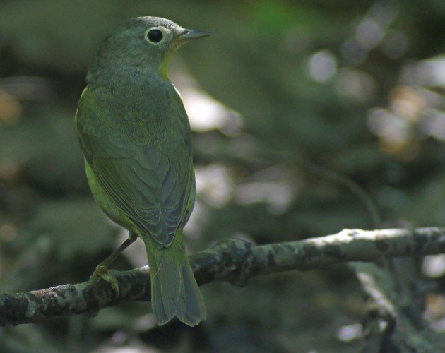 Nashville Warbler at the waterhole