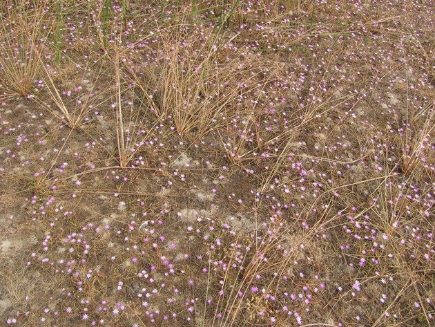 Native pink flowers