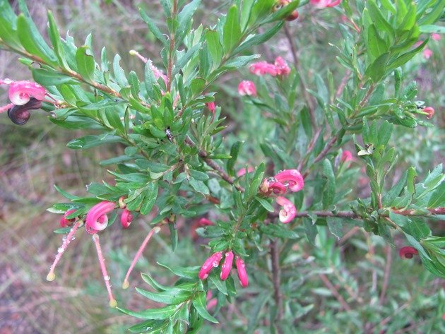 Native plant