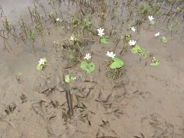 Native plants & bird footprints