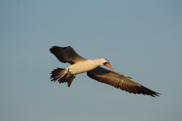 Nazca Booby - Natalia Ocampo