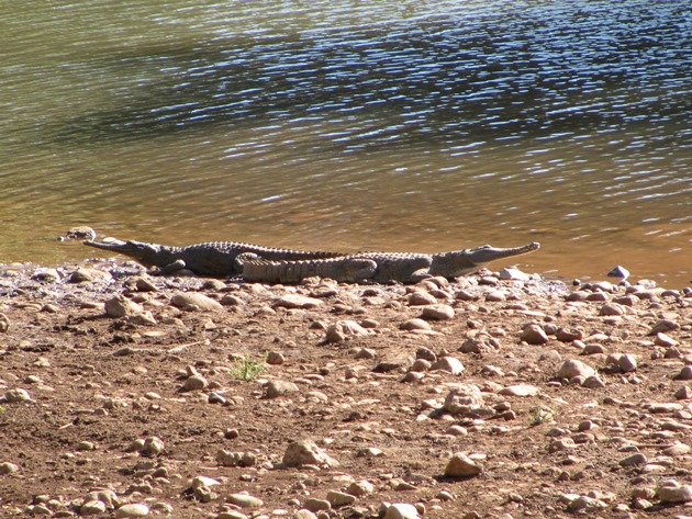 Negri River crocodiles