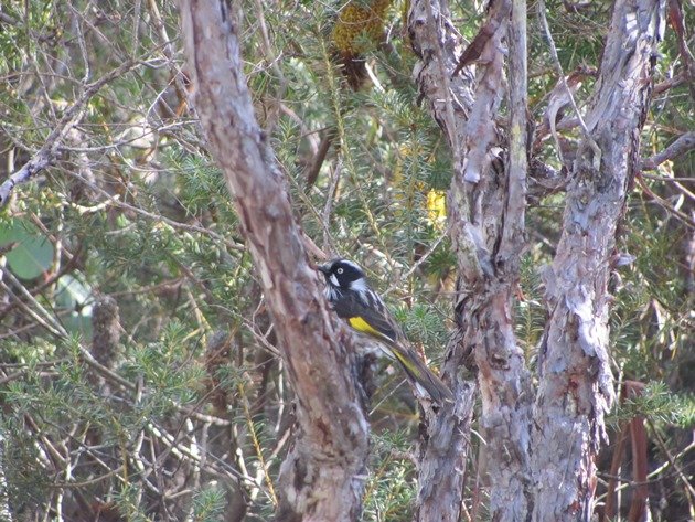 New Hollands Honeyeater