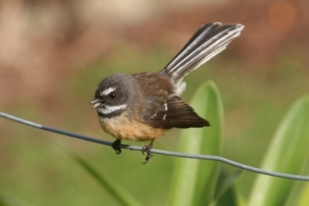 New Zealand fantail singing