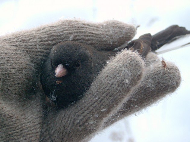 Junco in hand by Maria Stager
