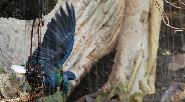 Nicobar Pigeon by David J. Ringer