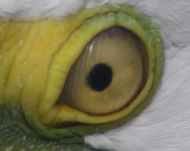 nictitating membrane