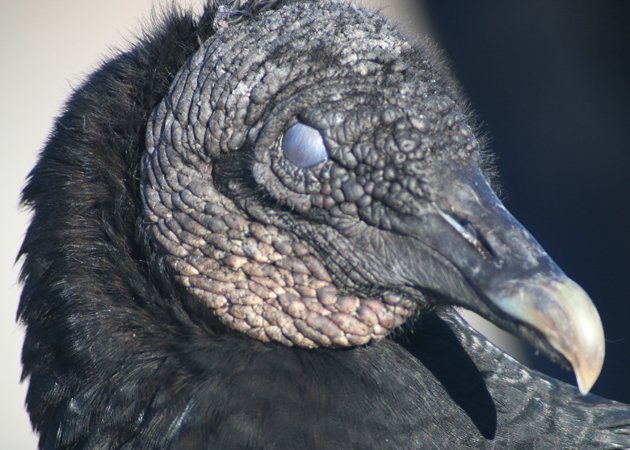 Nictitating membrane on a Black Vulture