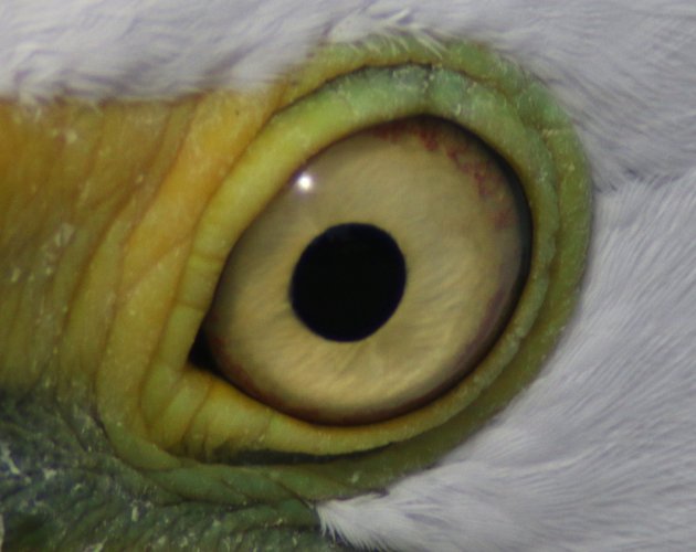 Nictitating membrane open on Great Egret
