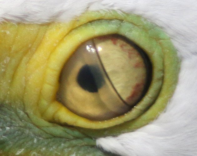 Nictitating membrane opening on a Great Egret