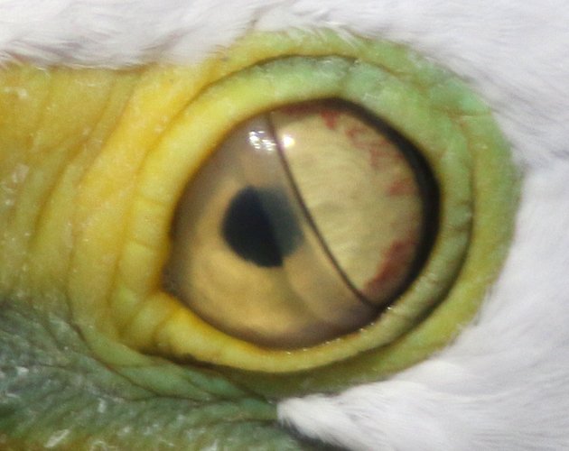 nictitating membrane