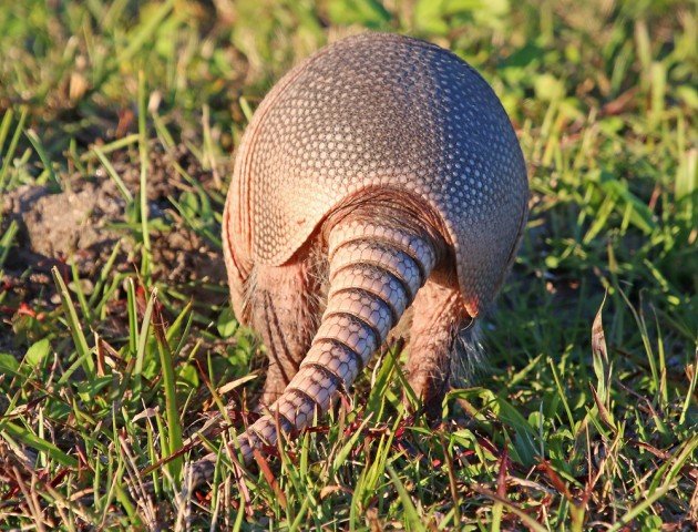 Nine-banded Armadillo back view