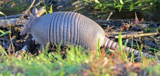Nine-banded Armadillo by water