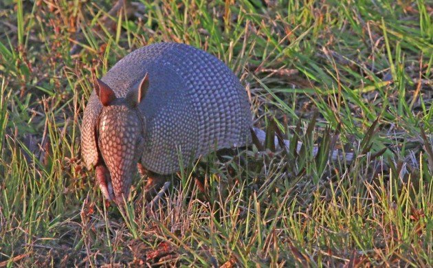 Nine-banded Armadillo head on