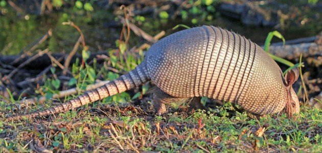 Nine-banded Armadillo in grass