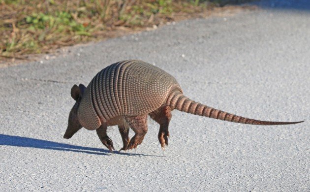 Nine-banded Armadillo running across the road