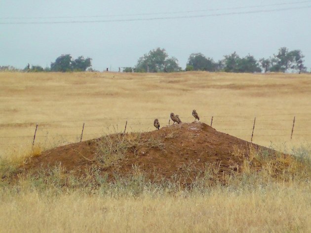 Burrowing Owls