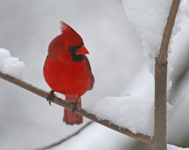 Northern Cardinal in the snow