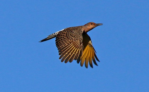 Northern Flicker in flight