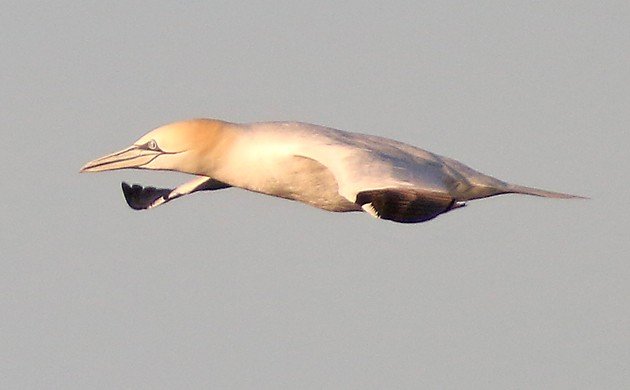 Northern Gannet