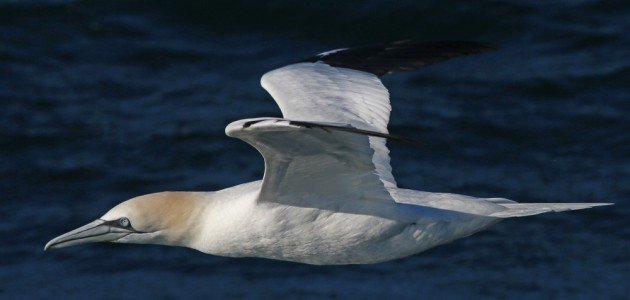 Northern Gannet