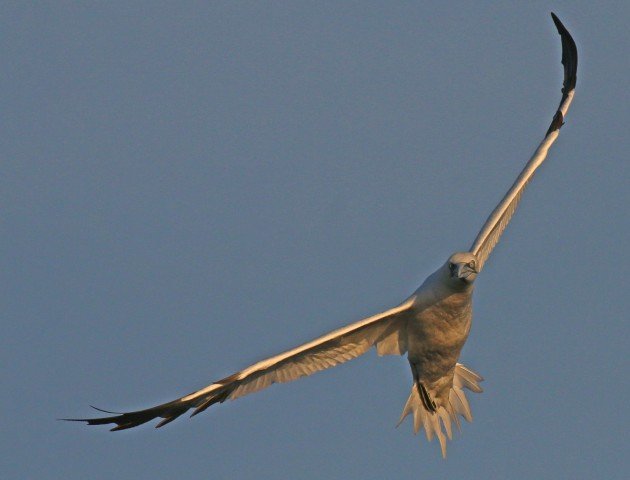 Northern Gannet