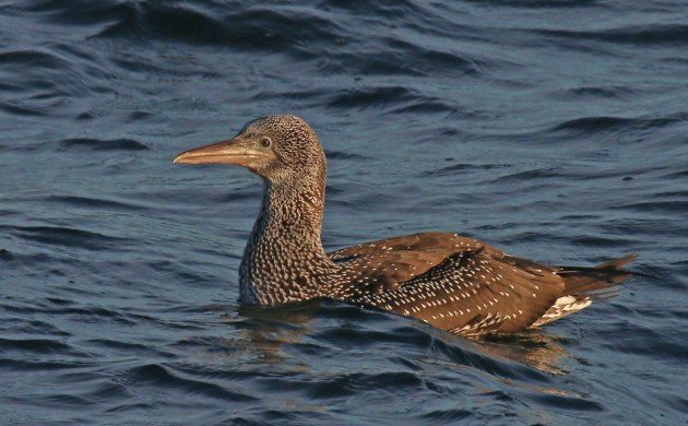 Northern Gannet first year