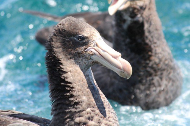 Northern Giant Petrel