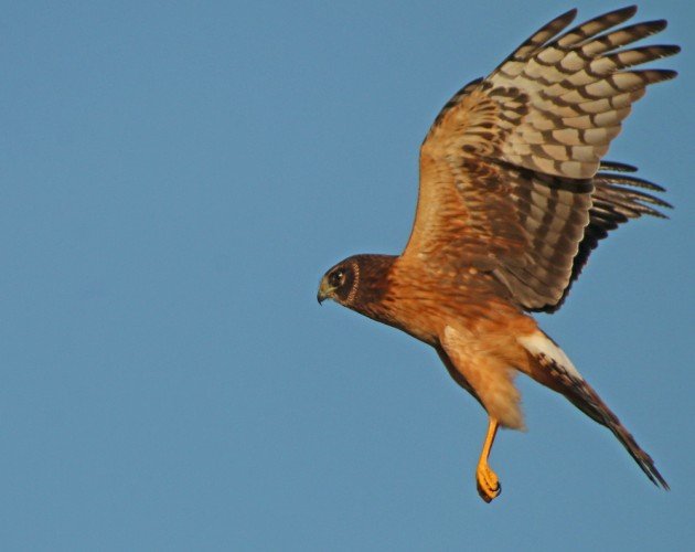 Northern Harrier