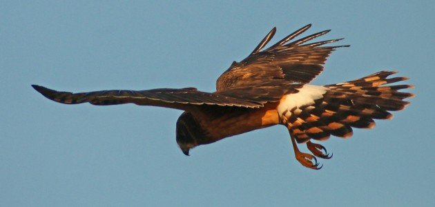 Northern Harrier in flight