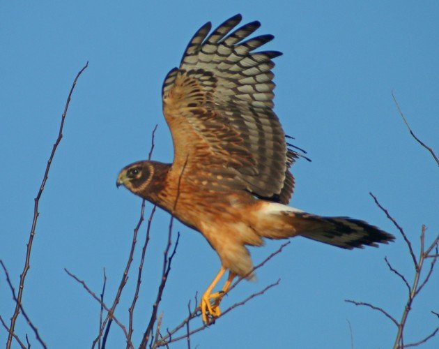 Northern Harrier landing with open wing