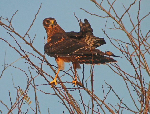 Northern Harrier perched